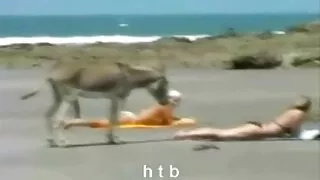 A cadela insaciável  ...