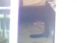 Sedutora índia despo ...